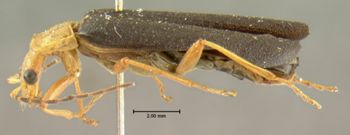 Media type: image;   Entomology 2839 Aspect: habitus lateral view